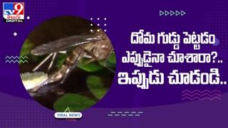 Viral Video: వింత శబ్దం చేస్తున్నపాము.. వింటే ఒళ్లు గగుర్పొడుస్తుంది! వీడియో