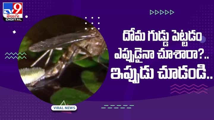 దోమ గుడ్డు పెట్టడం ఎప్పుడైనా చూశారా..? ఇప్పుడు చూడండి.. వీడియో దోమ గుడ్డు పెట్టడం ఎప్పుడైనా చూశారా..? ఇప్పుడు చూడండి.. వీడియో
