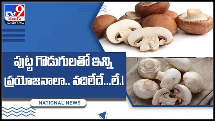 Mushrooms benifits: పుట్ట గొడుగులతో ఇన్ని ప్రయోజనాలా.. వదిలేదే ల్యా..! ఒత్తిడిని తగ్గించే పుట్టగొడుగులు.. (వీడియో) Mushrooms benifits: పుట్ట గొడుగులతో ఇన్ని ప్రయోజనాలా.. వదిలేదే ల్యా..! ఒత్తిడిని తగ్గించే పుట్టగొడుగులు.. (వీడియో)