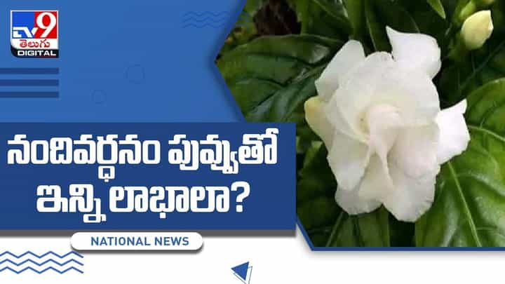 Tabernaemontana: కంటిచూపు మెరుగు పరిచే దివ్య ఔషధం నందివర్దనం.. వీడియో Tabernaemontana: కంటిచూపు మెరుగు పరిచే దివ్య ఔషధం నందివర్దనం.. వీడియో