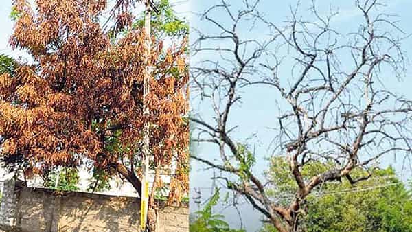 Neem trees: అంతుచిక్కని కారణం.. నిట్టనిలువునా ఎండిపోతున్న వేపచెట్లు