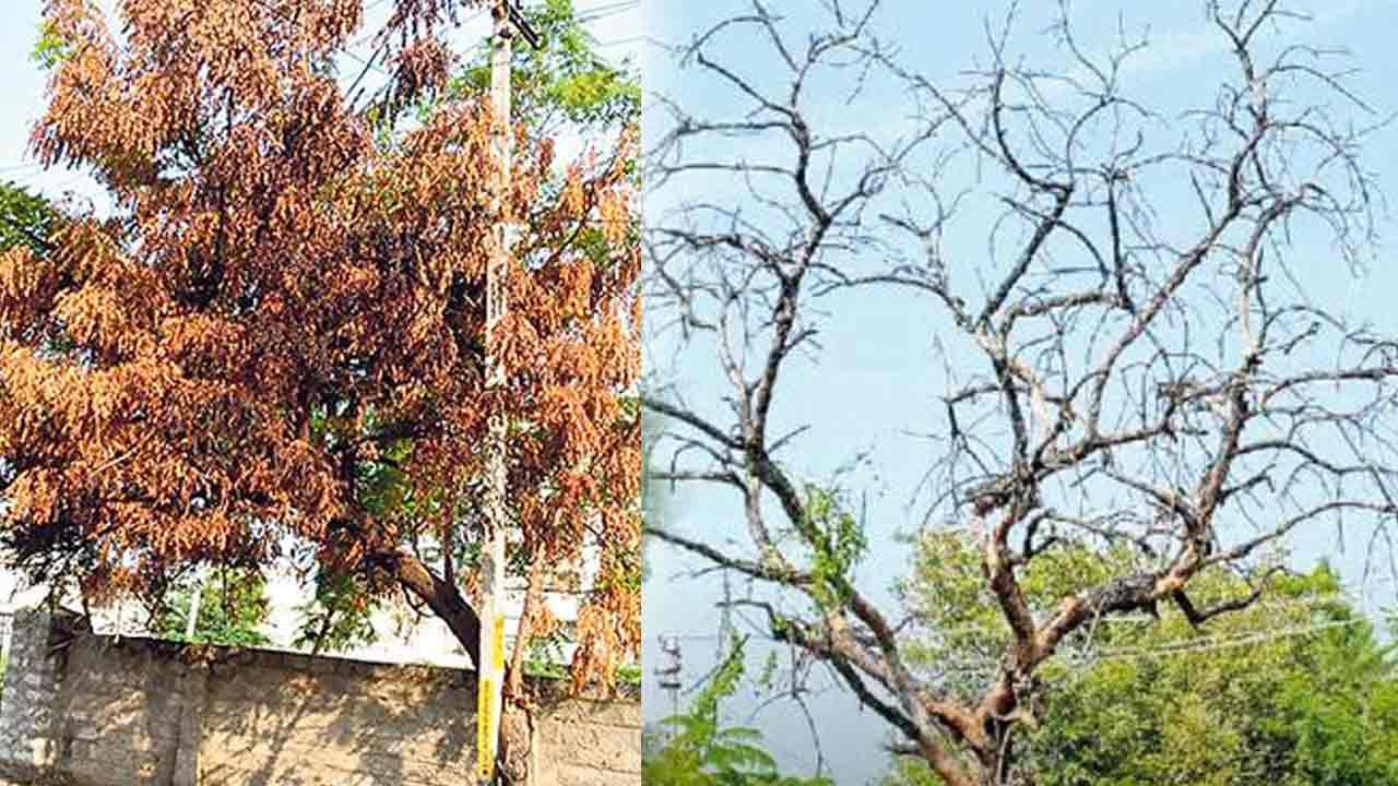 Neem trees: అంతుచిక్కని కారణం.. నిట్టనిలువునా ఎండిపోతున్న వేపచెట్లు