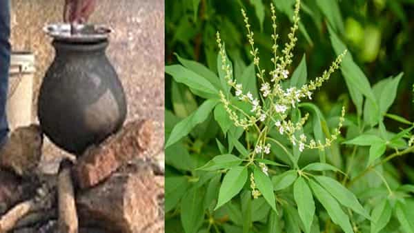 Natural Farming: రసం పీల్చు పురుగుల నివారణకు సహజమైన ఎరువుగా వావిలాకు కషాయం తయారీ ఎలాగంటే..