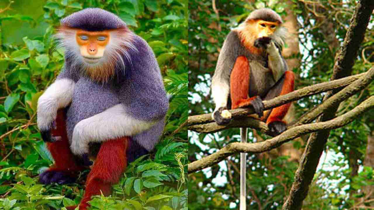 Old World Monkey: రంగు రంగు దుస్తులను ధరించినట్లు కనిపించే కోతి.. ప్రత్యేకతలు ఏమిటంటే..