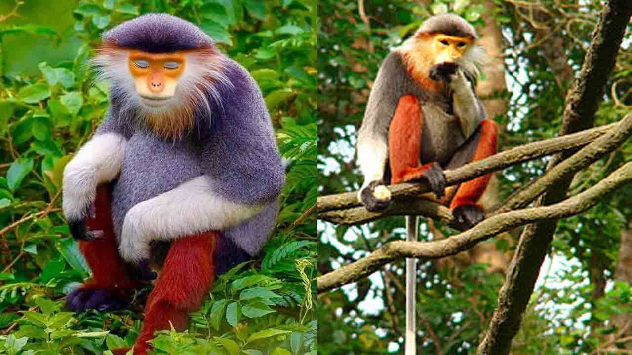 Old World Monkey: రంగు రంగు దుస్తులను ధరించినట్లు కనిపించే కోతి.. ప్రత్యేకతలు ఏమిటంటే..