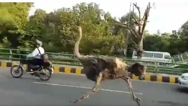 Viral Video: వాహనదారులతో పోటీ పడి పరిగెత్తిన నిప్పుకోడి..వీడియో వైరల్..