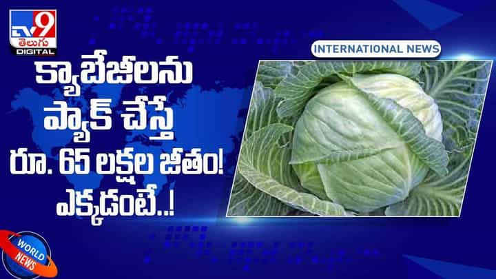 క్యాబేజీలను ప్యాక్ చేస్తే రూ. 65 లక్షల జీతం! ఎక్కడంటే..?? వీడియో క్యాబేజీలను ప్యాక్ చేస్తే రూ. 65 లక్షల జీతం! ఎక్కడంటే..?? వీడియో