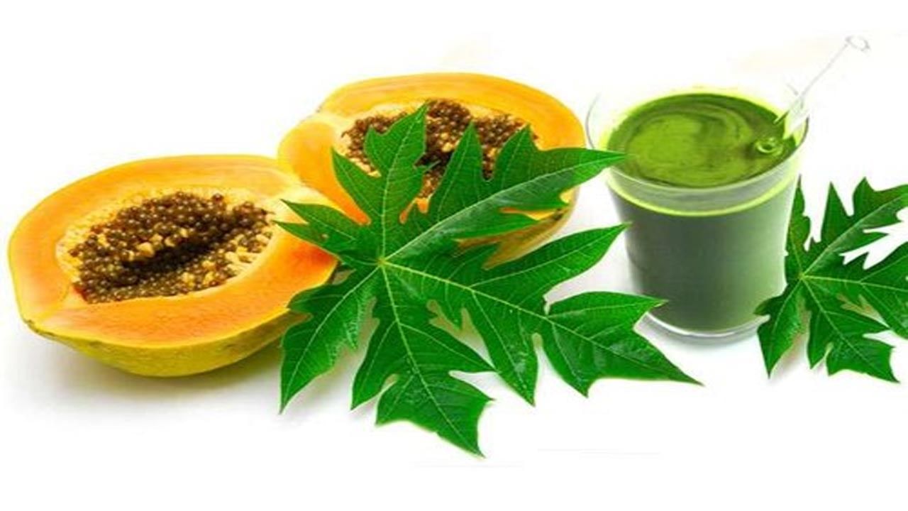 Papaya Leaf Benefits: బొప్పాయి ఆకుల జ్యూస్‏తో డెంగ్యూ ఫసక్.. ప్రయోజనాలు ఏంటో తెలుసుకోండి..