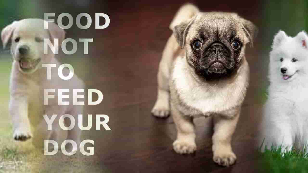 Pet Dog Food: ఇంట్లో కుక్కలను పెంచుకుంటున్నారా? మీ కుక్కకు ఇచ్చే ఆహారంలో ఇవి లేకుండా చూసుకోండి.. లేకపోతే ఇబ్బంది తప్పదు!