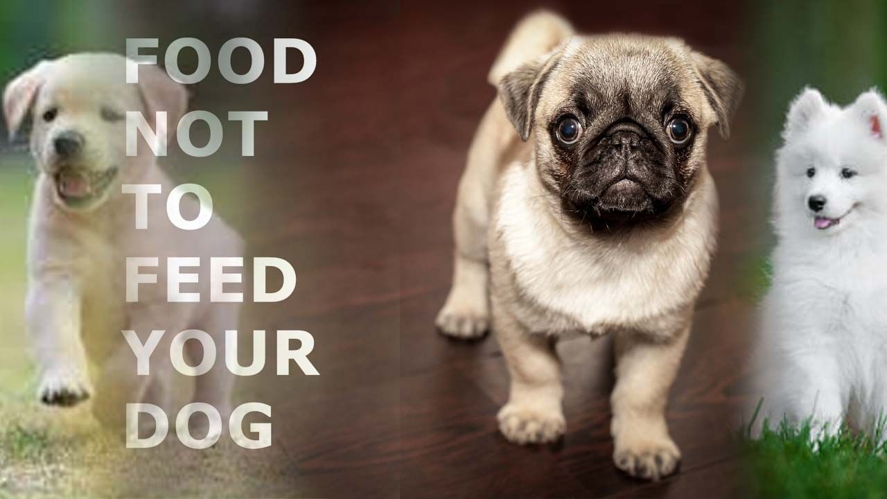 Pet Dog Food: ఇంట్లో కుక్కలను పెంచుకుంటున్నారా? మీ కుక్కకు ఇచ్చే ఆహారంలో ఇవి లేకుండా చూసుకోండి.. లేకపోతే ఇబ్బంది తప్పదు!