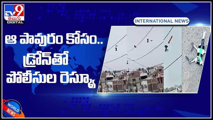 Pigeon Video: ఆ పావురం కోసం.. డ్రోన్తో పోలీసుల రెస్క్యూ.. చివరికి విద్యుత్ వైర్ల మధ్యలో..(వీడియో) Pigeon Video: ఆ పావురం కోసం.. డ్రోన్తో పోలీసుల రెస్క్యూ.. చివరికి విద్యుత్ వైర్ల మధ్యలో..(వీడియో)