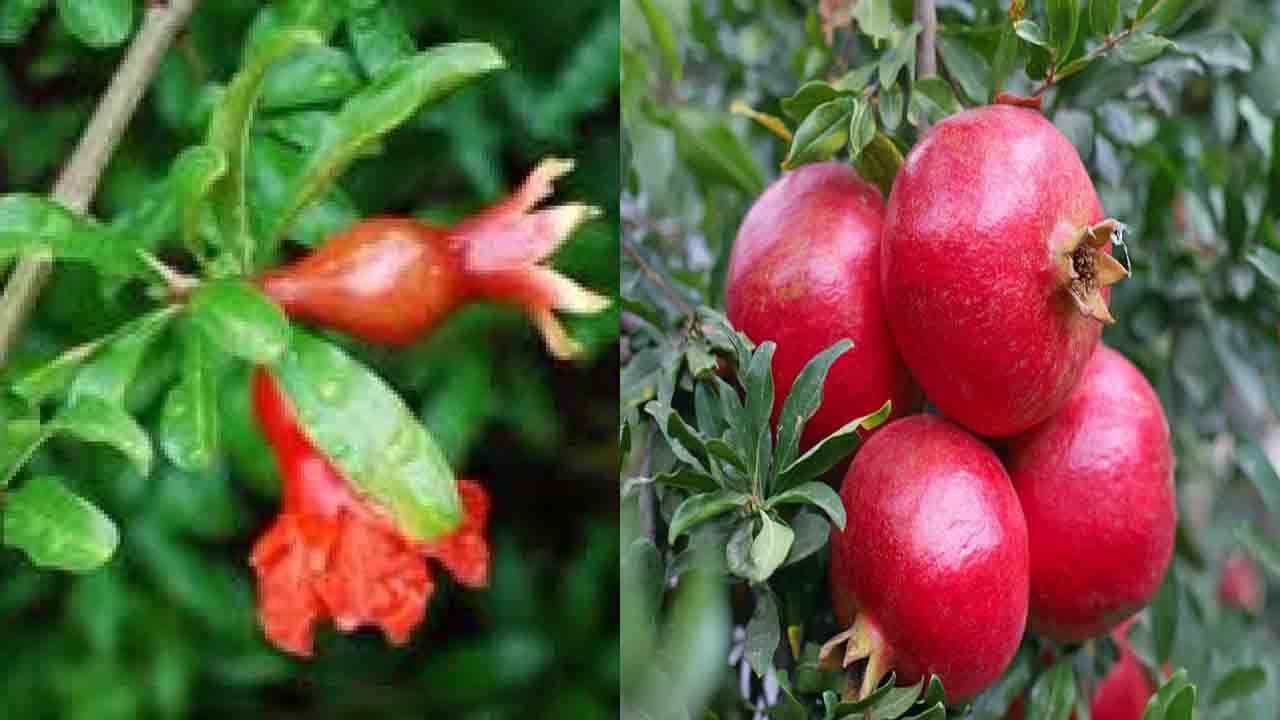 Pomegranate Leaves: సీజనల్ దగ్గు, జలుబుతో ఇబ్బందిపడుతున్నారు.. అయితే దానిమ్మ ఆకులతో ఇలా చేసి చూడండి