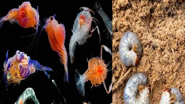 Gulf Of Mexico: సముద్ర గర్భంలో ఏలియన్స్ రూపంలో లార్వాలు .. మరింత పరిశోధనలు చేస్తామంటున్న శాస్త్రజ్ఞులు