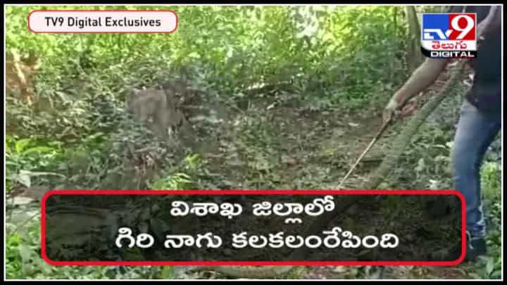 Nagu Snake video: మరోమారు ప్రత్యక్షమైన రాచ నాగు.. పొదల్లో రచ్చ అంత ఇంత కాదు.. వైరల్ అవుతున్న వీడియో.. Nagu Snake video: మరోమారు ప్రత్యక్షమైన రాచ నాగు.. పొదల్లో రచ్చ అంత ఇంత కాదు.. వైరల్ అవుతున్న వీడియో..