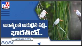 అందమైన ఈ తోటను ముట్టుకుంటే ప్రాణాలు గాల్లోనే..! వీడియో