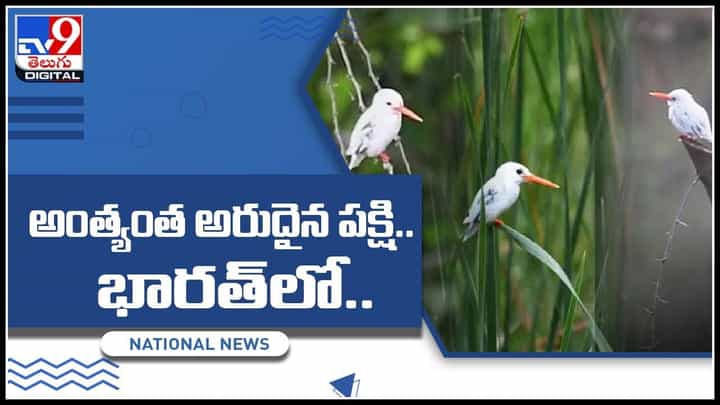 Know This : భారత్లో తొలిసారి కనిపించిన అరుదైన పక్షి.. ప్రపంచవ్యాప్తంగా 3 సార్లు కనిపించిన..(వీడియో) Know This : భారత్లో తొలిసారి కనిపించిన అరుదైన పక్షి.. ప్రపంచవ్యాప్తంగా 3 సార్లు కనిపించిన..(వీడియో)