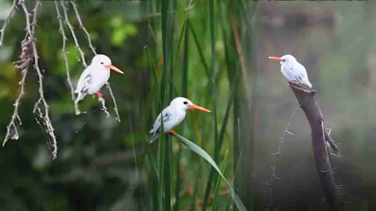 White Color Kingfisher: ప్రపంచంలో మూడోసారి.. మన దేశంలో మొదటిసారి కనిపించిన అత్యంత అరుదైన పక్షి..