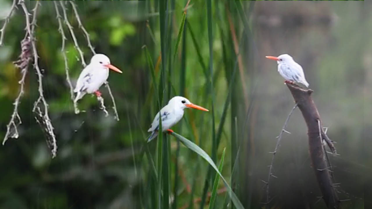 White Color Kingfisher: ప్రపంచంలో మూడోసారి.. మన దేశంలో మొదటిసారి కనిపించిన అత్యంత అరుదైన పక్షి..