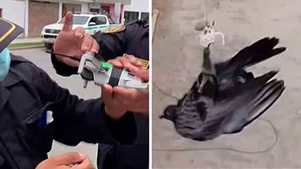 Viral Video: విద్యుత్ వైర్ల మధ్య చిక్కుకున్న పావురం.. డ్రోన్కు కత్తి కట్టి రక్షించిన పోలీసులు .. వీడియో వైరల్