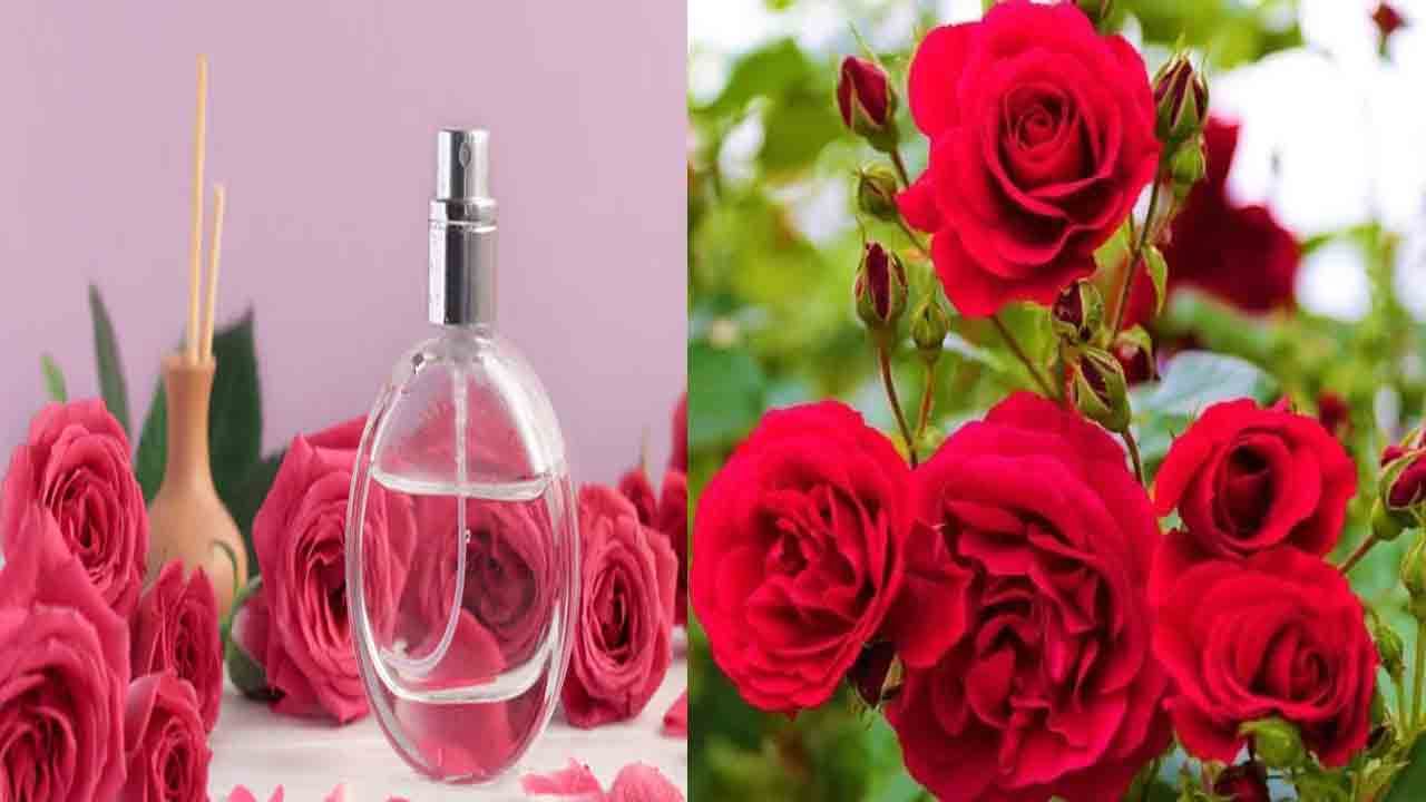 Rose Flower Benefits: తరచుగా ఆందోళన, తలనొప్పితో ఇబ్బంది పడుతున్నారా.. గులాబీ పువ్వులతో చెక్ పెట్టండిలా..