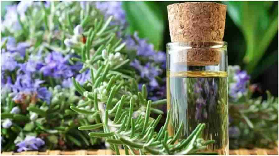 Rosemary Oil: జట్టు పెరగడం లేదని చింతిస్తున్నారా..?  ఈ టిప్స్ పాటిస్తే మంచి ఫలితం