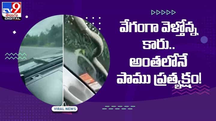 Viral Video : వేగంగా ప్రయాణిస్తున్న కారుపై పాము ప్రత్యక్షం.. చివరికి ఏమైందంటే..?? వీడియో Viral Video : వేగంగా ప్రయాణిస్తున్న కారుపై పాము ప్రత్యక్షం.. చివరికి ఏమైందంటే..?? వీడియో