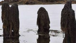 Poo For Tea: పాండా పేడతో ‘టీ’.. ప్రపంచంలోని అత్యంత ఖరీదైన టీగా ఖ్యాతి.. ఎక్కడంటే..