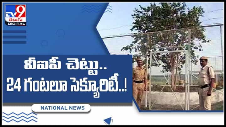 VIP Tree Video: వీఐపీ చెట్టు.. 24 గంటలూ సెక్యూరిటీ.. ఇంతకీ ఆ చెట్టు స్పెషల్ ఏంటో తెలుసా..?(వీడియో) VIP Tree Video: వీఐపీ చెట్టు.. 24 గంటలూ సెక్యూరిటీ.. ఇంతకీ ఆ చెట్టు స్పెషల్ ఏంటో తెలుసా..?(వీడియో)