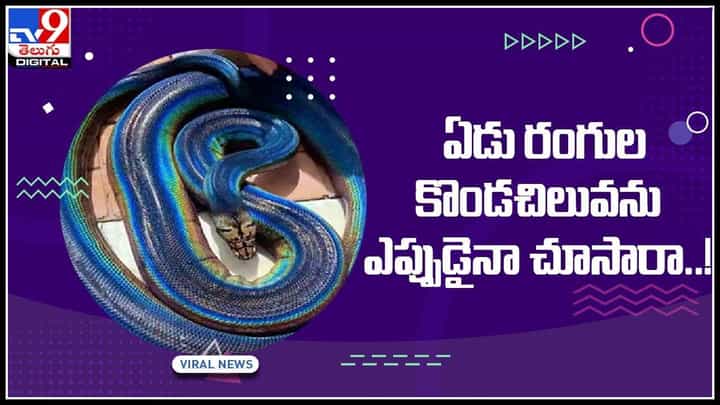 Rainbow Python video: ఏడు రంగుల కొండచిలువను ఎప్పుడైనా చూసారా..! నెట్టింట వైరల్ అవుతున్న వీడియో.. Rainbow Python video: ఏడు రంగుల కొండచిలువను ఎప్పుడైనా చూసారా..! నెట్టింట వైరల్ అవుతున్న వీడియో..