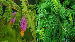 Leafy Vegetables: ప్రకృతి ఇచ్చిన వరం ఆకుకూరలు.. రోజూ ఏఏ ఆకుకూరలు తింటే.. ఏఏ ఆరోగ్య ప్రయోజనాలో తెలుసా..