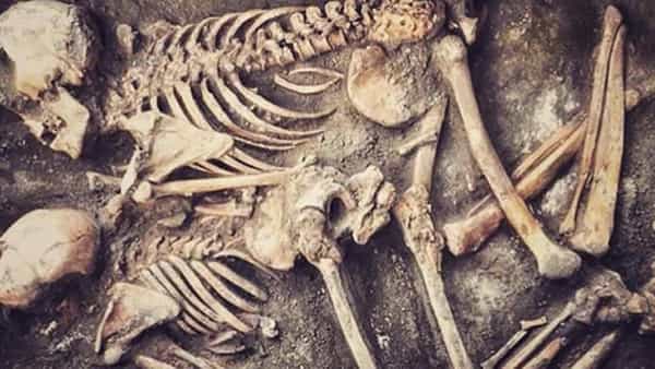 Skeletons: వ్యాన్లో 28 అస్థిపంజరాలు.. మానవ ఎముకలను చూసి ఆశ్చర్యపోయిన భద్రతా దళాలు..