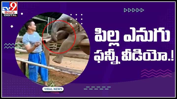 Elephant Funny Video: ముద్దుగా అల్లరి చేస్తున్న పిల్ల ఎనుగు ఫన్నీ వీడియో వైరల్ ... Elephant Funny Video: ముద్దుగా అల్లరి చేస్తున్న పిల్ల ఎనుగు ఫన్నీ వీడియో వైరల్ ...