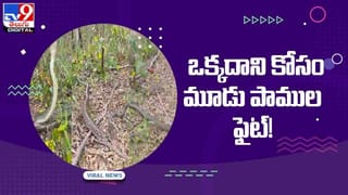Viral Video: డోటి అనే చేపకు గంటపాటు ఆపరేషన్‌ చేసిన డాక్టర్లు.. వీడియో