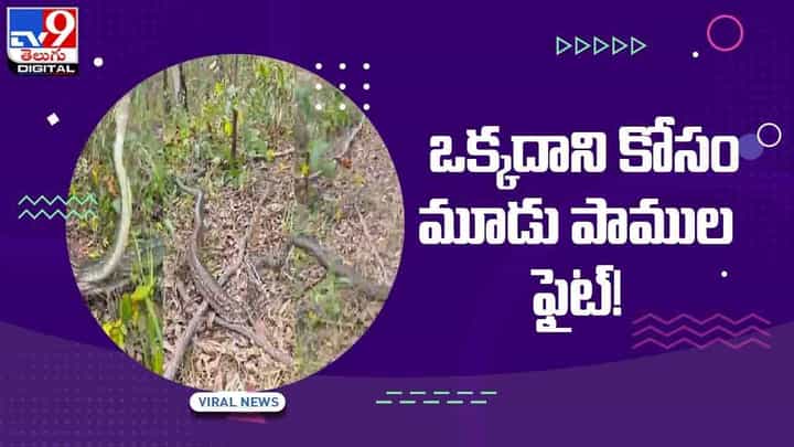 Viral Video: ఒక్క ఆడపాము కోసం పోటీపడ్డ మూడు పాములు.. నెట్లో వైరల్గా మారిన స్నేక్ ఫైట్ వీడియో Viral Video: ఒక్క ఆడపాము కోసం పోటీపడ్డ మూడు పాములు.. నెట్లో వైరల్గా మారిన స్నేక్ ఫైట్ వీడియో