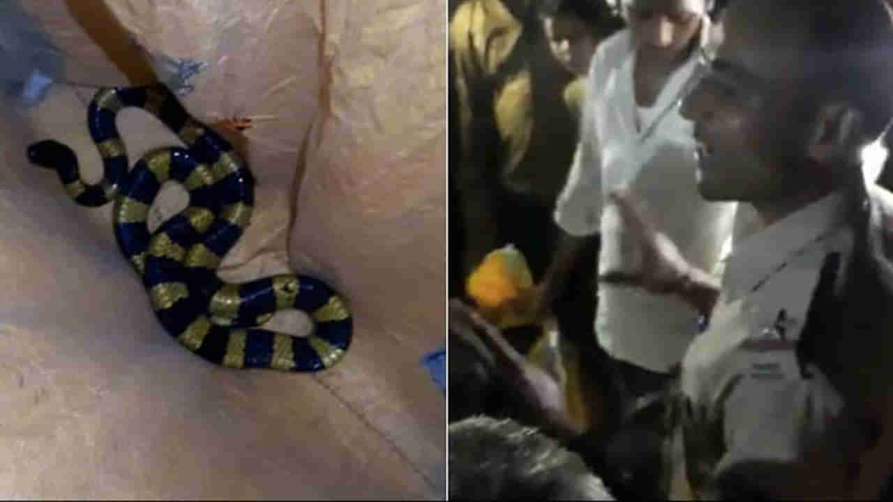 Snake: అత్యంత విషపూరితమైన పామును రక్షించిన అటవీ అధికారులు.. వీడియో వైరల్..