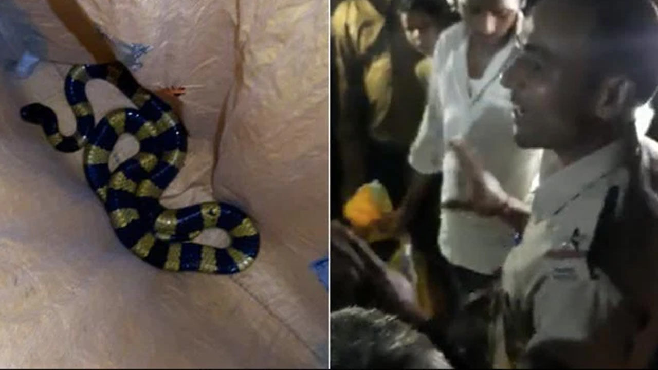 Snake: అత్యంత విషపూరితమైన పామును రక్షించిన అటవీ అధికారులు.. వీడియో వైరల్..