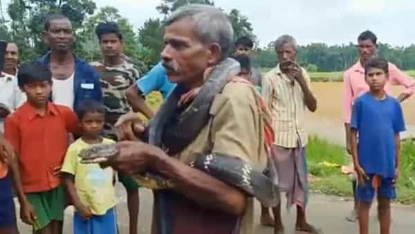King Cobra: 14 అడుగుల కింగ్ కోబ్రా.. పట్టుకుని డ్యాన్స్ చేసిన వ్యక్తి.. చివరికి ఊహించని ట్విస్ట్..