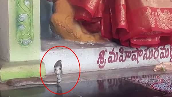 Snake in Temple: దుర్గమ్మ గుడిలో పాము ప్రత్యక్షం.. పూజ పూర్తయ్యే వరకు అమ్మవారినే చూస్తూ..