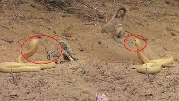 Viral Video: నాగుపాముకు చుక్కలు చూపించిన ఉడుత.. పోరు మాములుగా లేదు.. వీడియో చూస్తే షాకవుతారు!