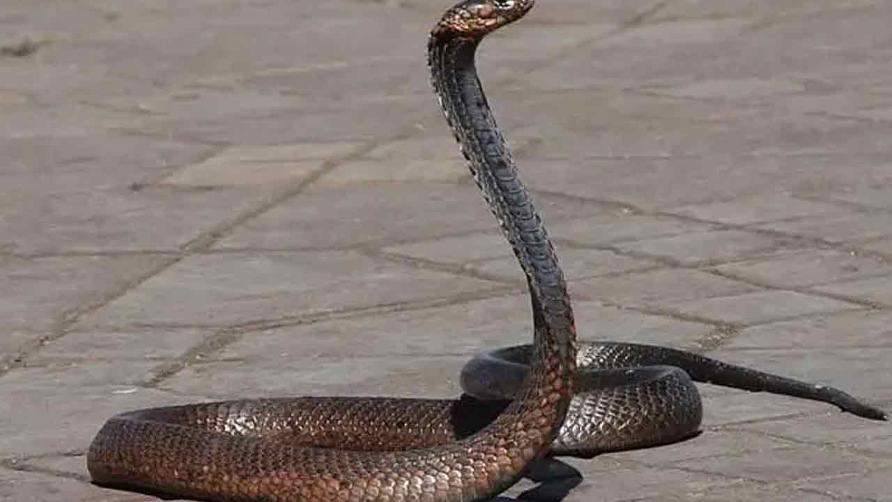 Snake Bite Murders: రాజస్థాన్‌లో సర్వసాధారణంగా మారిపోయిన పాము కాటుతో హత్యలు.!