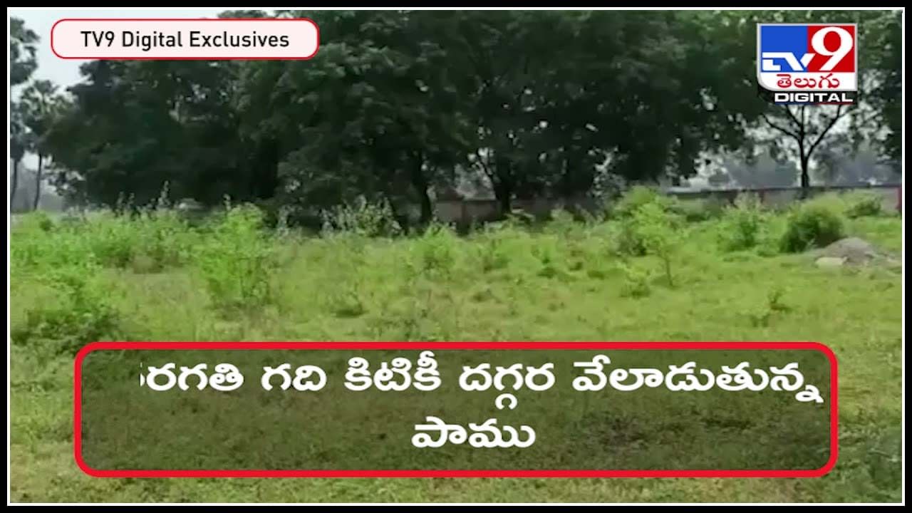 Snake Viral Video: తరగతి కిటికీ దగ్గర పాము.. భయంతో విద్యార్థులు పరుగులు.! వైరల్ వీడియో..