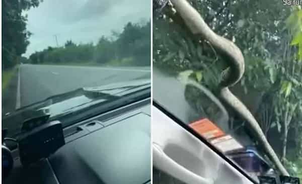 Viral Video: కారు వేగంగా వెళ్తుండగా బానట్పై పడిన పాము.. బిత్తర పోయిన డ్రైవర్.. ఏం చేశాడంటే..