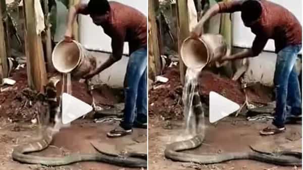 Viral Video: చాంతాడంత పొడవున్న నాగుపాము... సింపుల్గా నీరు తాగించిన యువకుడు.. షాకింగ్ వీడియో
