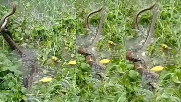 Viral Video: నీటిలో పాముల సయ్యాట... వీడియో చూస్తే షాకవ్వాల్సిందే..