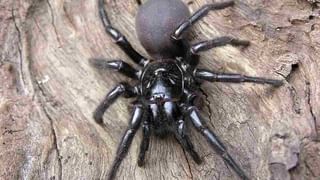 Pet Dog Food: ఇంట్లో కుక్కలను పెంచుకుంటున్నారా? మీ కుక్కకు ఇచ్చే ఆహారంలో ఇవి లేకుండా చూసుకోండి.. లేకపోతే ఇబ్బంది తప్పదు!