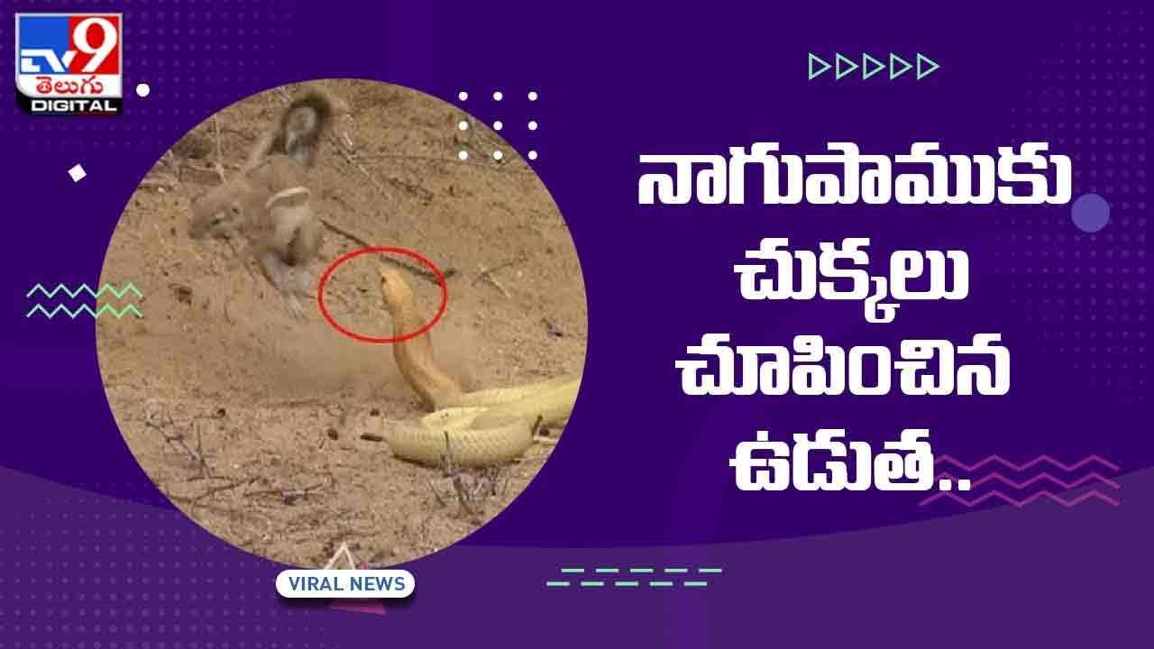 Viral Video: నాగుపామును ముప్పుతిప్పలు పెట్టిన ఉడత.. ఫిదా అవుతున్న నెటిజన్లు.. వీడియో