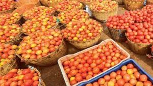 Tomato: టమాటా ధరలకు రెక్కలు.. కిలో 50 రూపాయలు.. దిగుబడి తగ్గడమే కారణం..