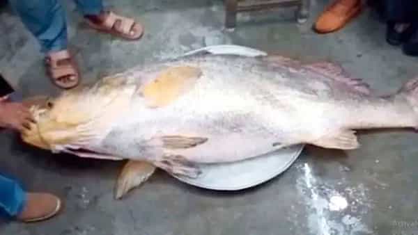 Telia Bhola: మత్య్సకారులు వలలో చిక్కిన అరుదైన భారీ చేప.. వేలంలో రూ.36 లక్షల ధర.. జాలర్లకు పండగే పండగ..
