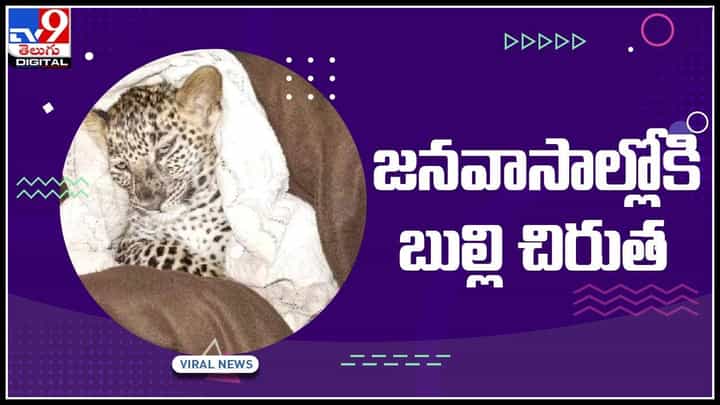 Littlr Leopard Viral Video: నవాసాల్లోకి బుల్లి చిరుత.. చిరుతను దుప్పట్లో చుట్టేసి మహిళ.. వైరల్గా మారిన వీడియో.. Littlr Leopard Viral Video: నవాసాల్లోకి బుల్లి చిరుత.. చిరుతను దుప్పట్లో చుట్టేసి మహిళ.. వైరల్గా మారిన వీడియో..