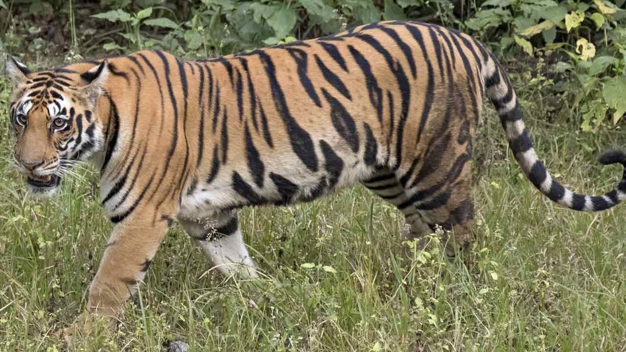 Tiger Fear: ఆదిలాబాద్ జిల్లాలో పెద్దపులి కలకలం.. జనావాసాల్లో తిరుగాడుతున్న బెబ్బులి.. భయాందోళనలో జనాలు..